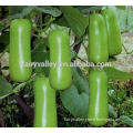 Super high yield Short Body Bottle Gourd seeds For growing-B055